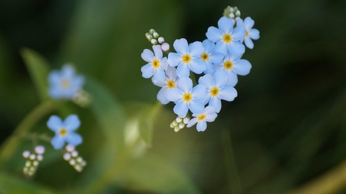 blue flowers  monhegan island  maine
