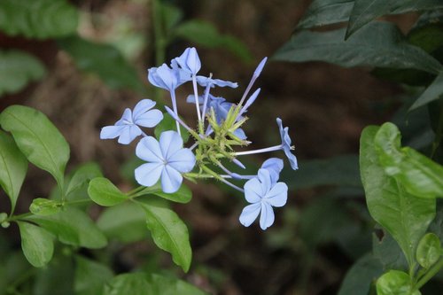 blue flowers  flowers  petals blue