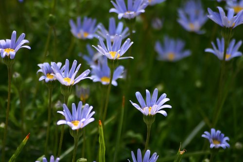 blue flowers  garden  spring