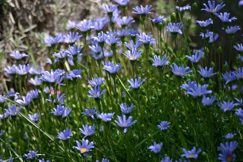 blue flowers  garden  spring