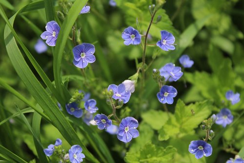 blue flowers  veronica dubravnaya  nature