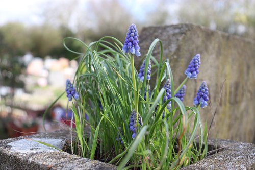 blue flowers  spring  cemetery