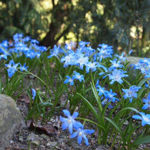 blue flowers spring garden