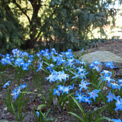 blue flowers bolplant garden