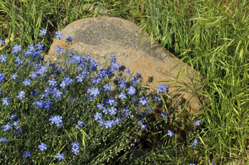 Blue Flowers And A Rock