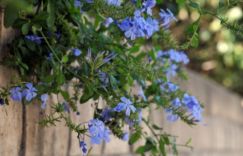 Blue Flowers Cascade
