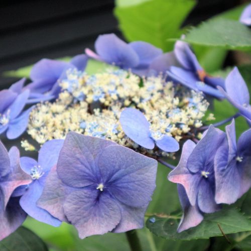 Blue Flowers I