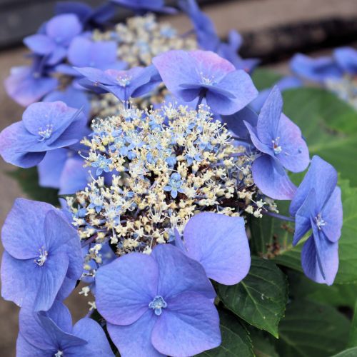 Blue Flowers II