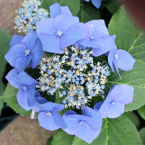 Blue Flowers III