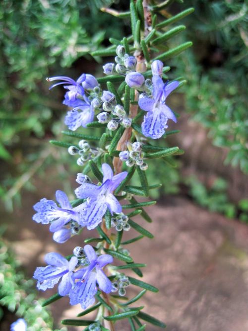 Blue Flowers Of Rosemary