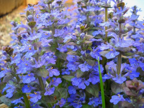 Blue Flowers