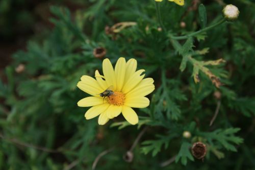 Blue Fly On Yellow Daisy