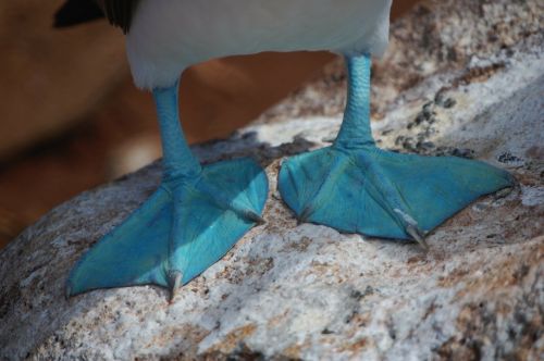 blue-footed boobie ecuador duck