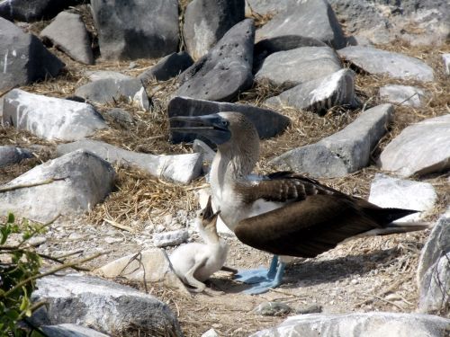 Blue Footed Boobie &amp; Baby