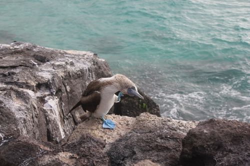 blue-footed booby sula nebouxii blue feet