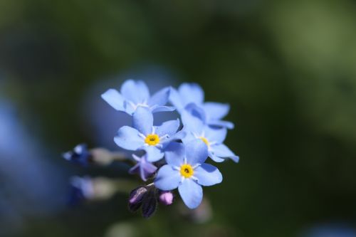 blue forget me not nature spring flower