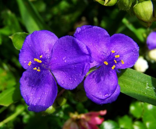 blue garden flowers summer flower blue flower