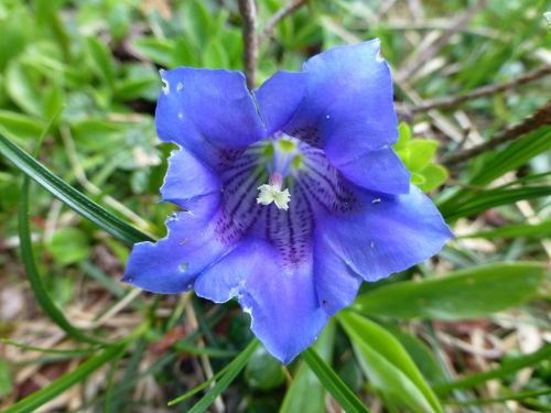 blue gentian gentian flower