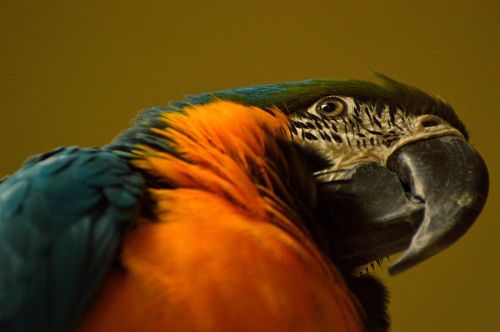 blue-gold macaw parrot bird