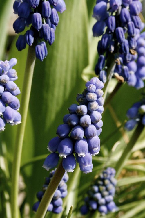 blue grape spring bulbs