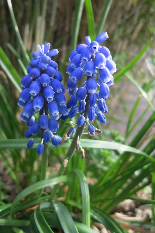 blue grape blue bloom