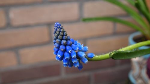 blue grape muscari spring flower