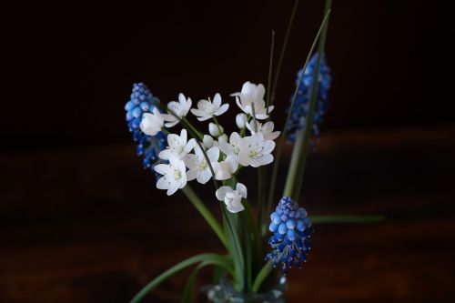 blue grape hyacinth flowers blue