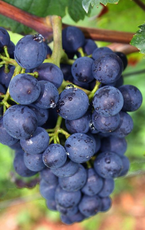 blue grapes of course blue