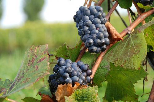 blue grapes grapes autumn