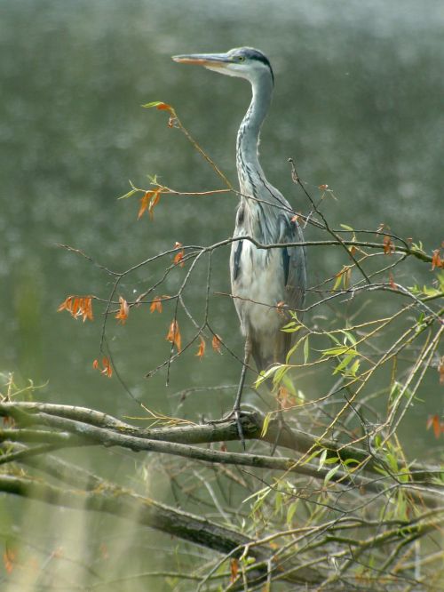 blue heron birds nature