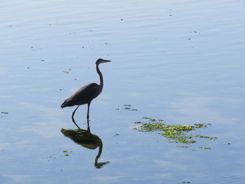 blue heron water reflection