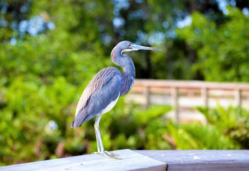 blue heron south florida bird heron
