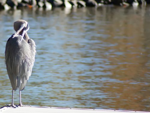 Blue Heron