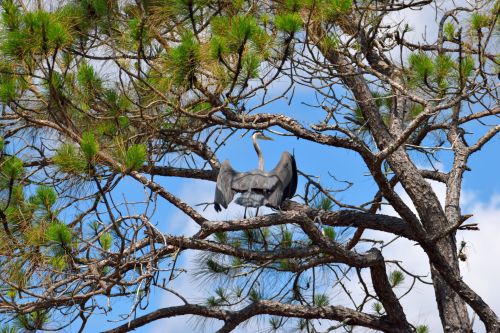 Blue Heron