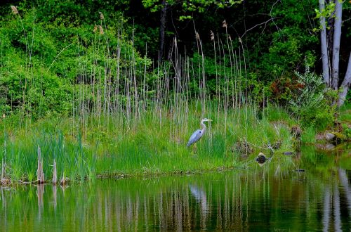 blue heron bird water
