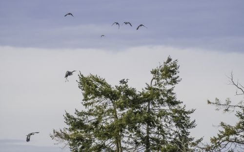 blue heron birds tree