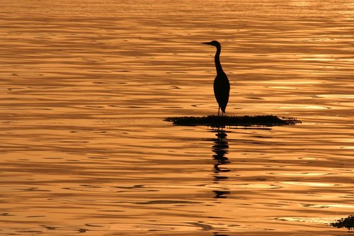 blue heron  sunsets  summer