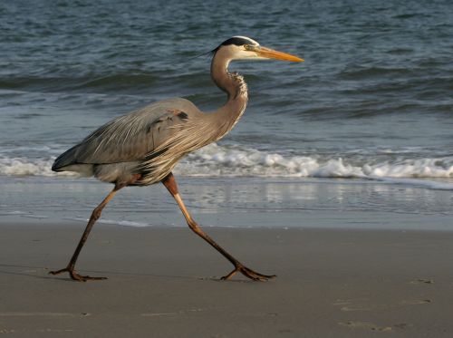 blue heron great beach