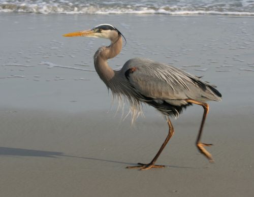 blue heron great beach