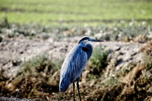 Blue Heron Bird