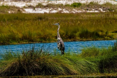 Blue Heron In The Everglades