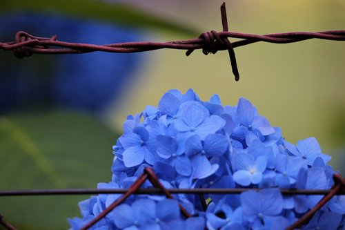 blue hortensia  fence  blooming