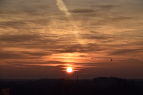blue hour s  sunrise  birds