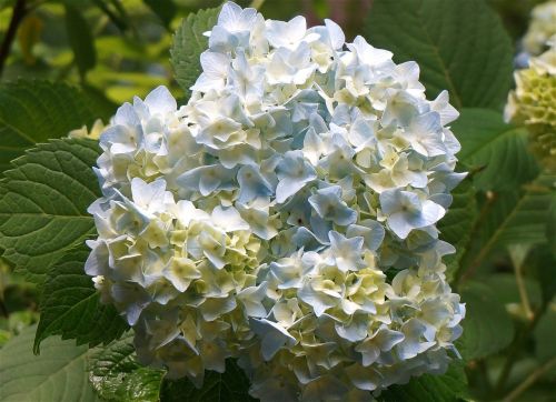 blue hydrangea rain garden