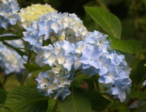 blue hydrangea hydrangea flower
