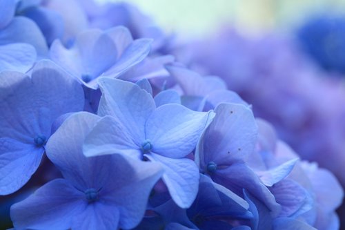 blue hydrangea  flowers  flower
