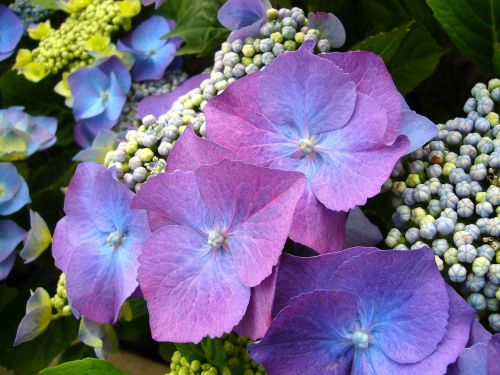 blue hydrangea flowers floral