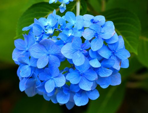 blue hydrangea hortensia flower