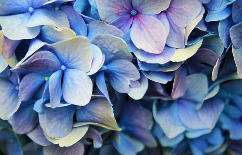 Blue Hydrangea Petals