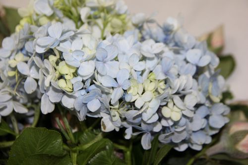 blue hydrangeas flower arrangement wedding decoration